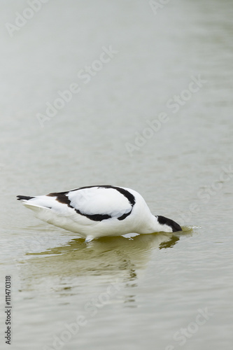 Pied Avocet foraging in water