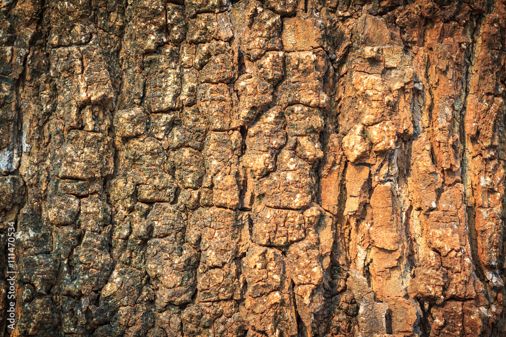 Tree bark texture at sunset. Bark pattern. Texture of wood background closeup. Old Wood Tree Texture for background and design with copy space for text or image. Center focus. Dark edged.