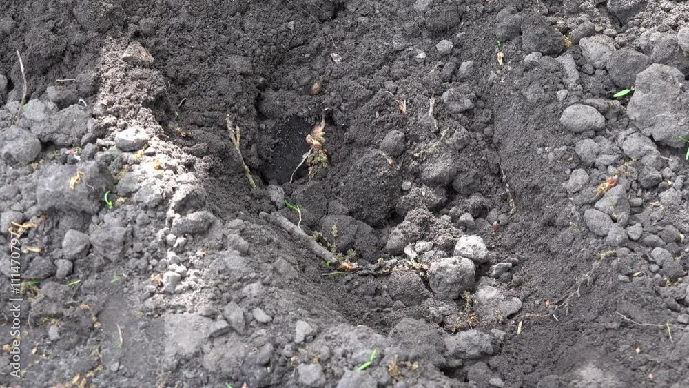 mole digs in field mole digs in field