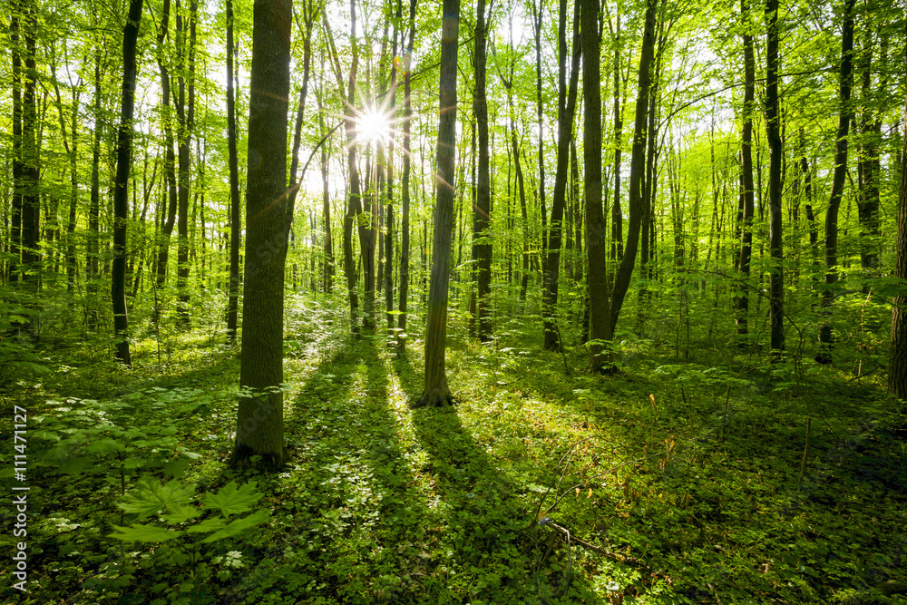 Fototapeta wiosenne drzewa leśne