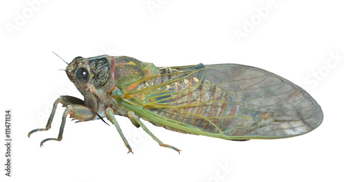 Cicada 7 © Valeriy Kirsanov