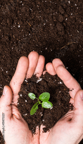 Hands holding sapling in soil surface