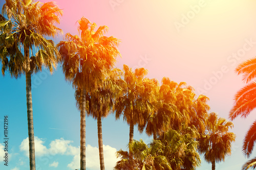 row off tropic palm trees against sunset sky © vvvita