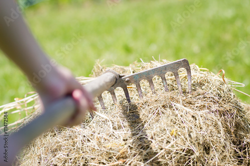 Tableau sur toile Senior / farmer hand raking a hay on huge / big meadow / field (