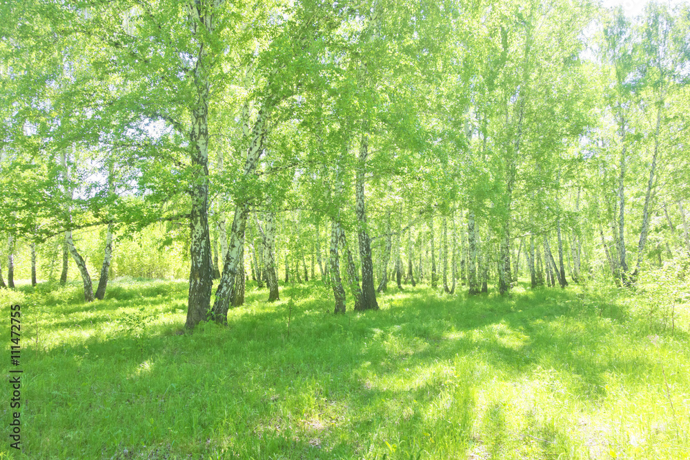 summer birch forest