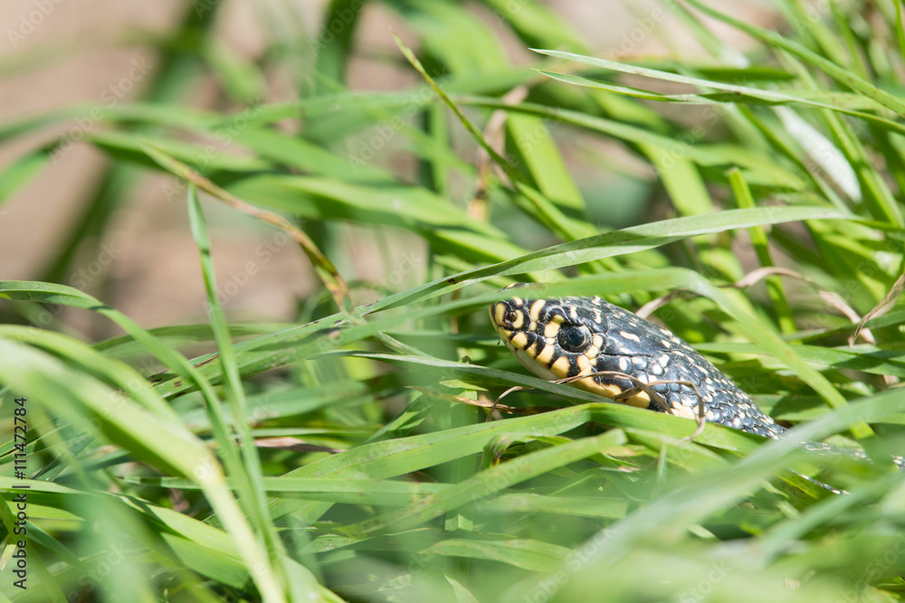 Snake in the grass