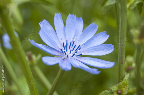 Macro Blue flower central position