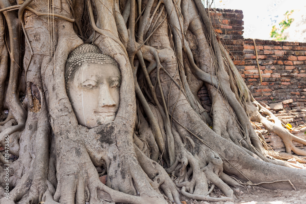 Ancient Buddha Head inside the tree at Mahathat Temple Ayutthaya historical park thailand.
Ancient Buddha Head inside the tree at Mahathat Temple Ayutthaya historical park thailand.