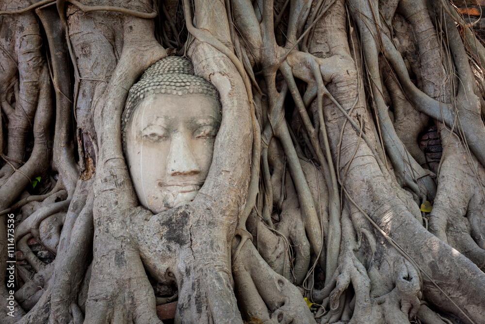 Ancient Buddha Head inside the tree at Mahathat Temple Ayutthaya historical park thailand.
