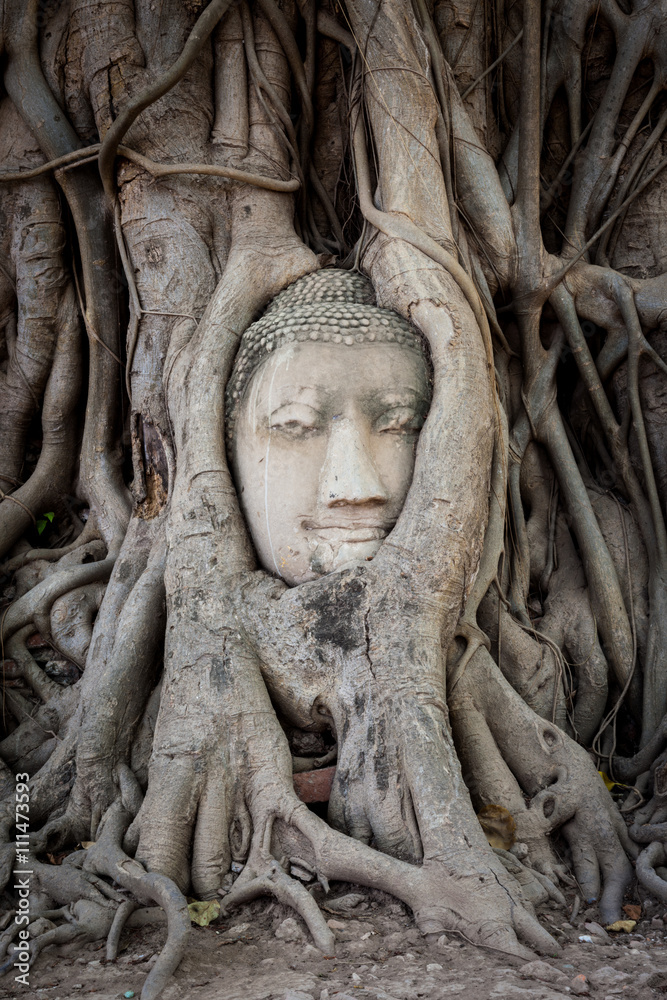 Ancient Buddha Head inside the tree at Mahathat Temple Ayutthaya historical park thailand.
