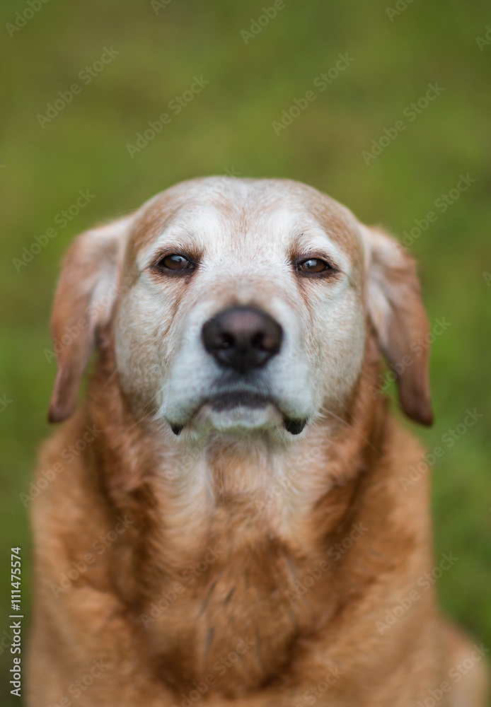 Primo piano di Labrador anziano