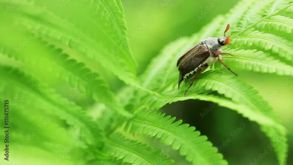 Floral garden. Close-up shot of a one beetle is crawling on the leaves of a fern Floral garden. Close-up shot of a one beetle is crawling on the leaves of a fern