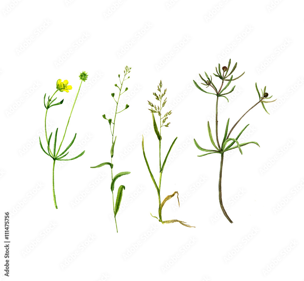 Obraz premium Set of watercolor drawing herbs and flowers