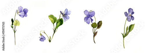 watercolor blue wild flowers photo