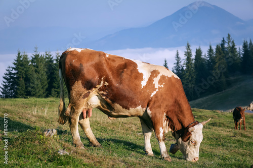 Cow grazing in the mountains © punghi