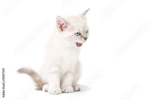 Gattino bianco isolato su sfondo bianco
