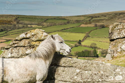 White wild horse overlooking countryside and farmlands photo