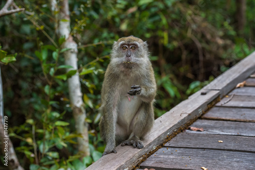 Grey cynomolgus monkeys something to eat (Indonesia) photo