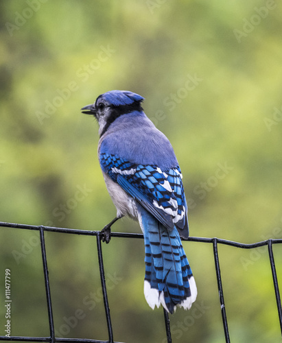 Blue Jay on the fence photo