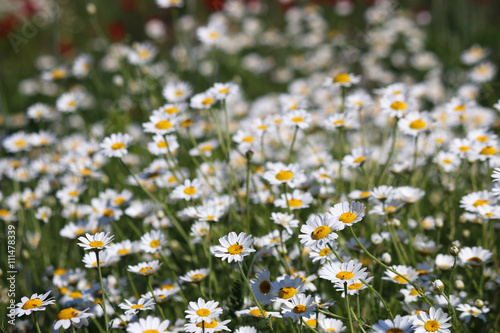 chamomile flowers meadow spring season © goce risteski