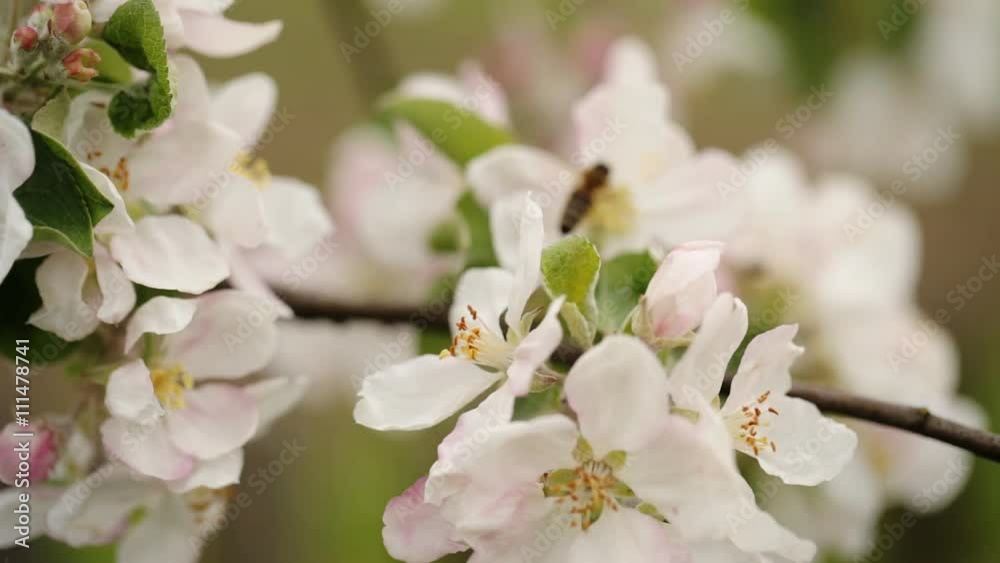 A honey bee flying throught one cherry blossom to another. A honey bee flying throught one cherry blossom to another.