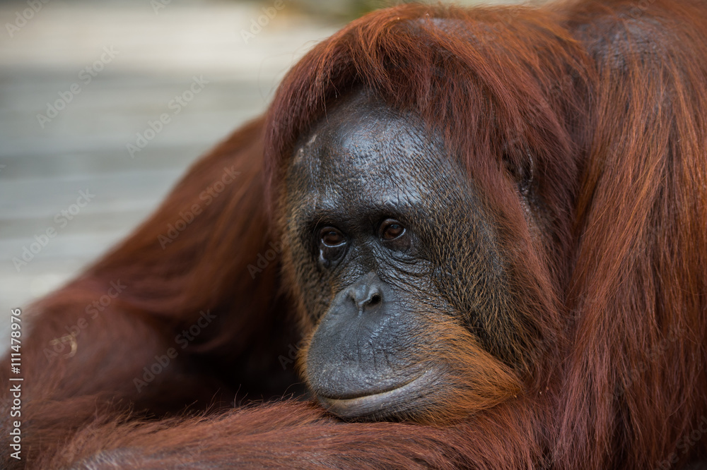 Obraz premium A large red orangutan pensive lying on a wooden platform (Borneo, Indonesia)