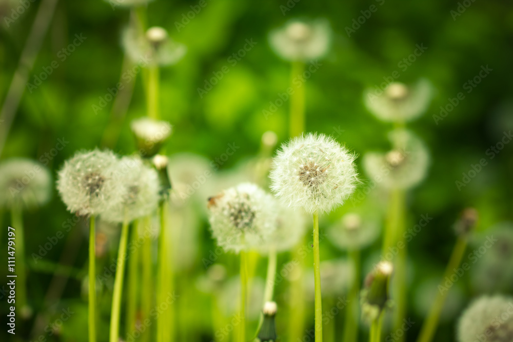 Withered dandelion close range on a green background. Withered dandelion close range on a green background.