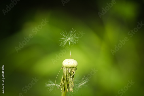 Separate dandelion seed with drops of water on a green background.