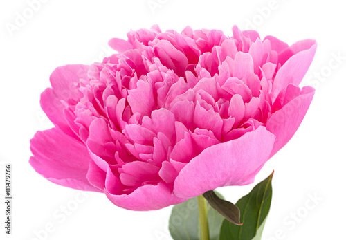 Fototapeta Naklejka Na Ścianę i Meble -  Peony flower on white