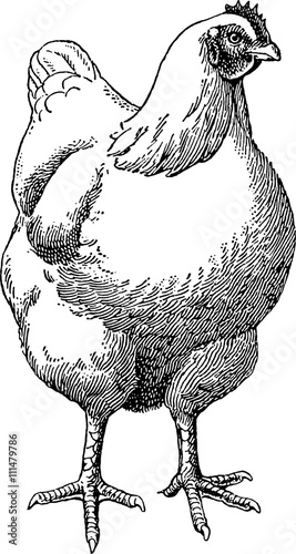 Canvastavla Vintage drawing chicken
