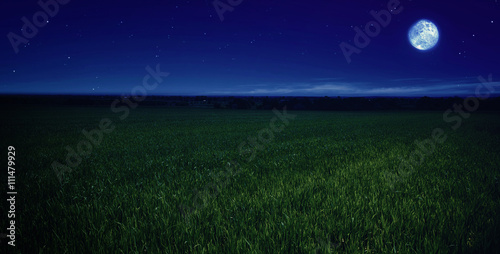 moonlit night in wheat field