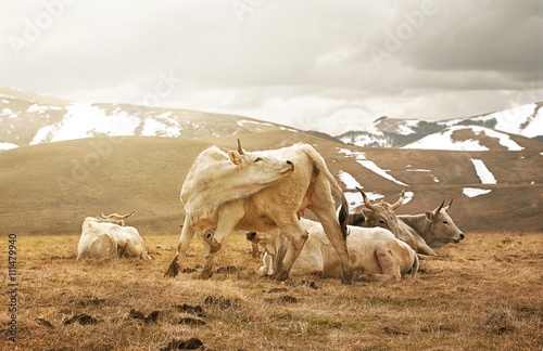 Fotografija mucche al pascolo