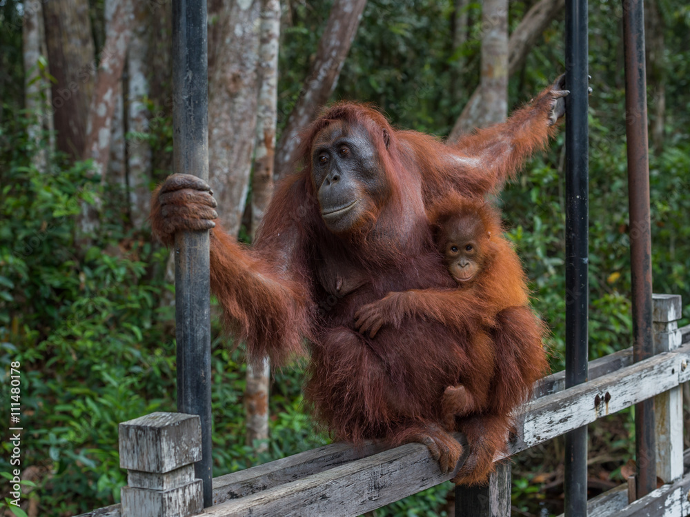 Obraz premium Mama orangutan with her baby silit on a wooden fence and keeps both hands support (Borneo / Kalimantan, Indonesia)