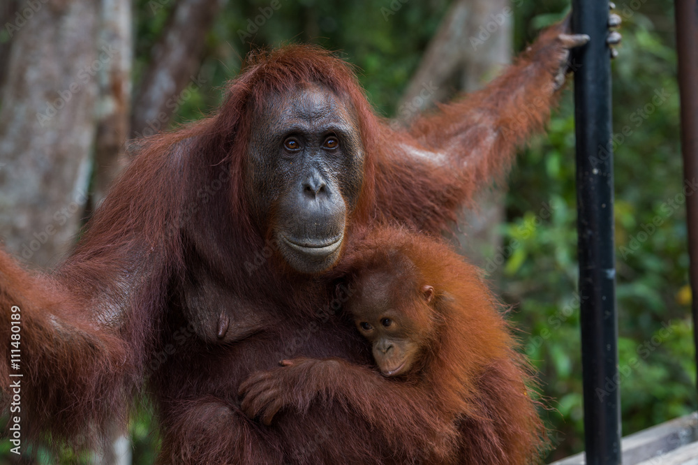 Baby orangutan gently pressed to his good mother (Indonesia) Baby orangutan gently pressed to his good mother (Indonesia)
