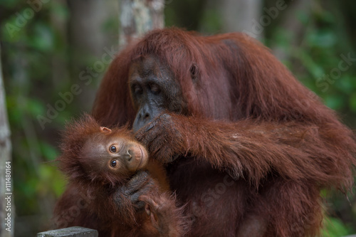 Mama orangutan with her baby silit on a wooden fence and looking for the baby fleas (Borneo / Kalimantan, Indonesia) photo