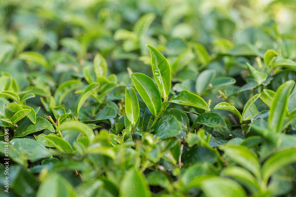tea tree plantation tea tree plantation