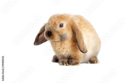 rabbit lop-eared