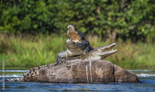 Mating Nile crocodile (Crocodylus niloticus). Two crocodiles with opened mouth
