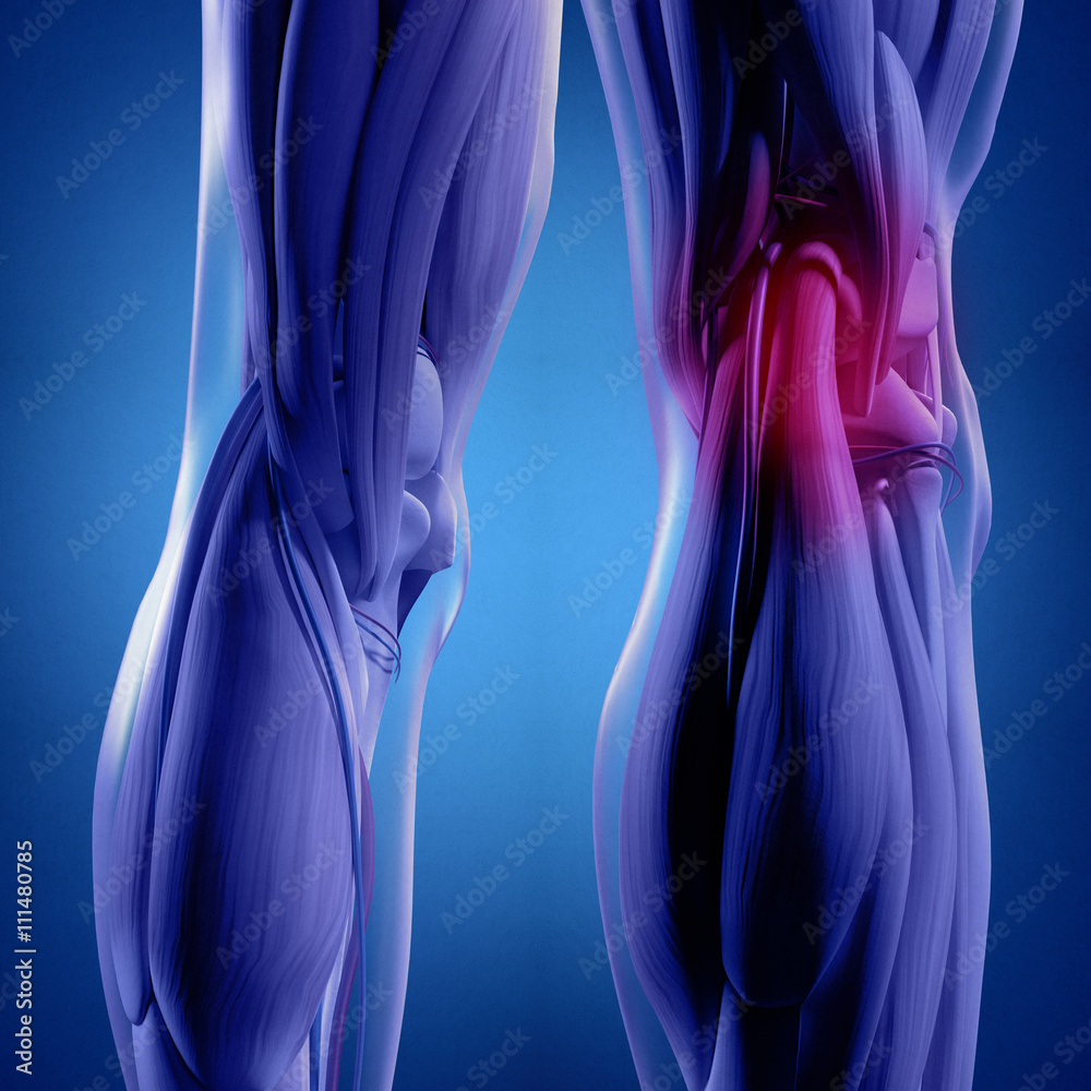 Human Anatomy Back Of Legs Calf Muscles Knees Pain 3d Illustration human-anatomy-back-of-legs-calf-muscles-knees-pain-3d-illustration