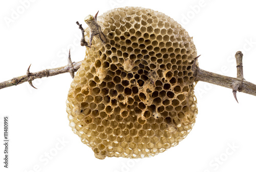 Natural beehive isolated on white background and clipping path photo