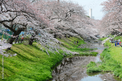 sakura near tokyo