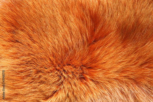 Background red Fox fur. Thick red Fox fur © yulliash