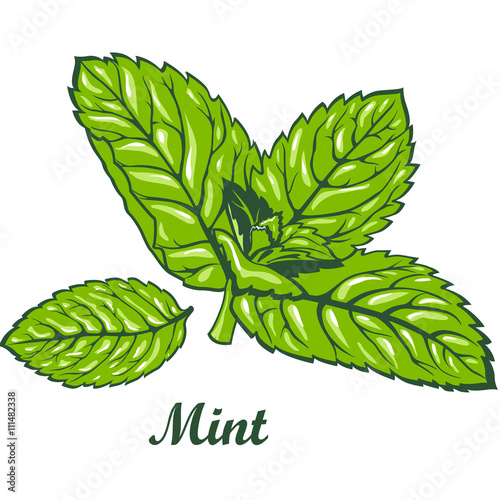 Fresh green mint leaves.