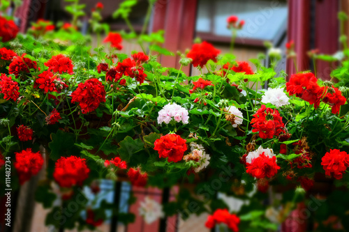 Fototapeta Naklejka Na Ścianę i Meble -  red and white flowers on a balcony