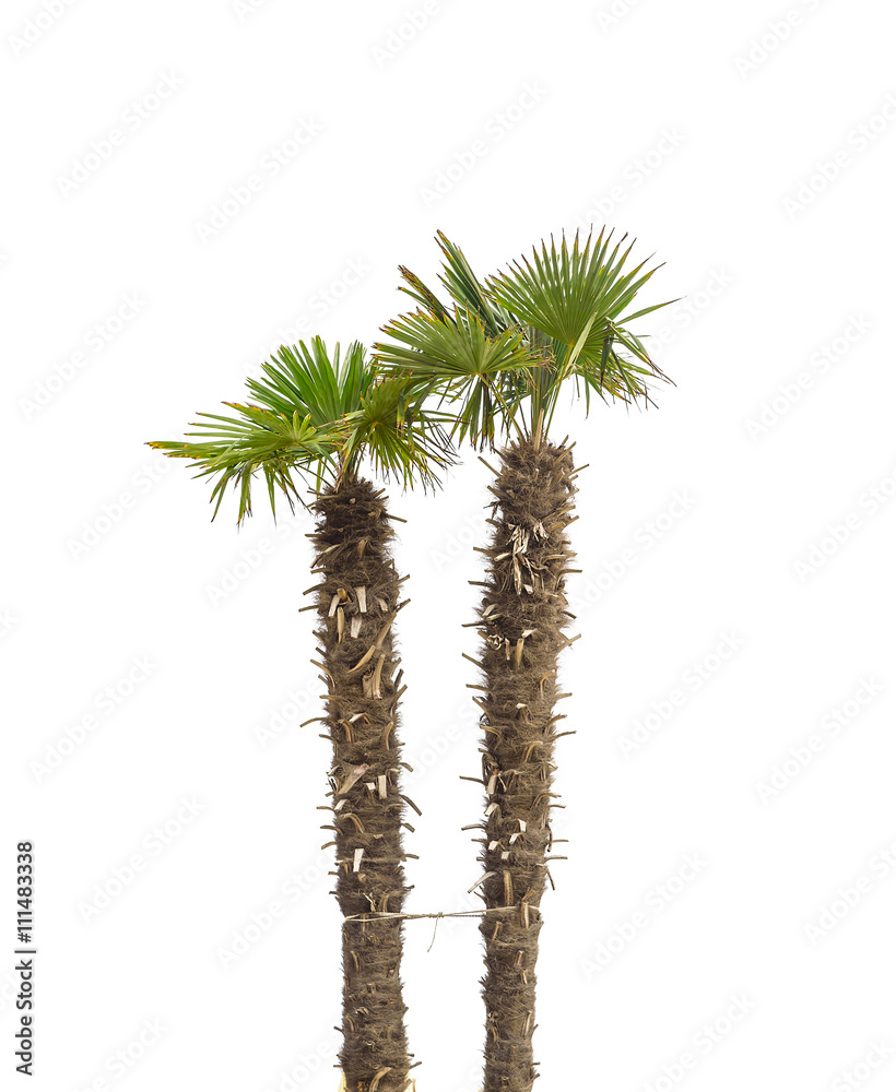 Palm trees isolated. Palm trees isolated.