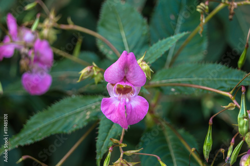 Drüsiges Springkraut - Impatiens glandulifera