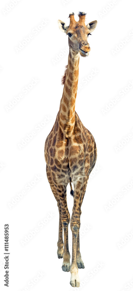 Obraz premium Giraffe isolated on white background