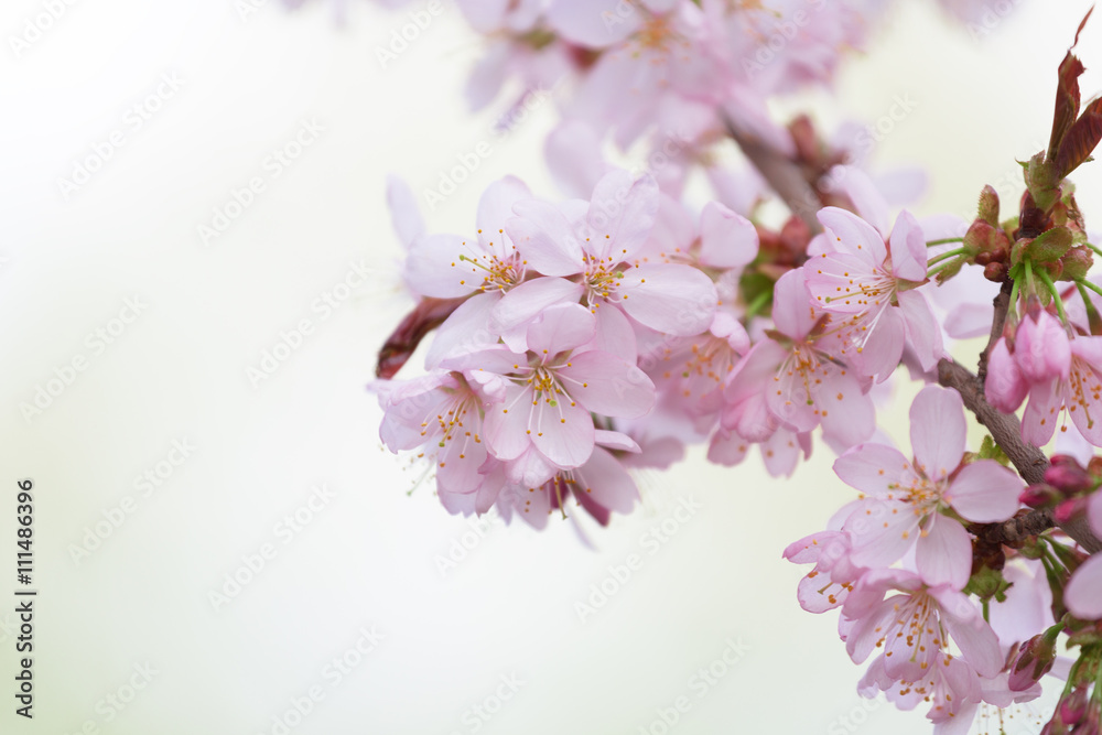 Cherry blossoms with lights and bokeh