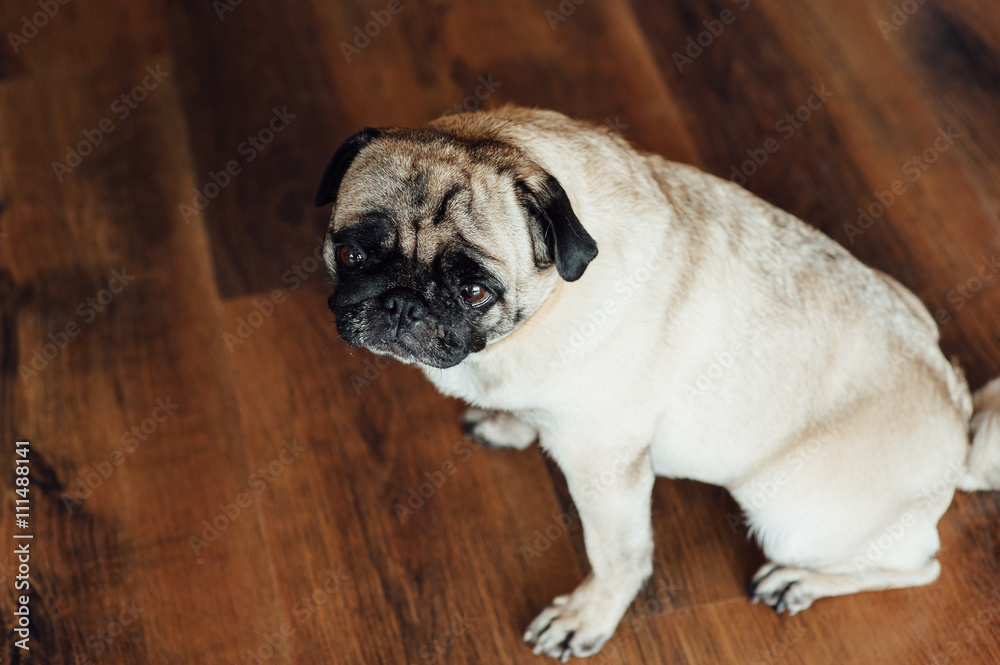 Pug on a wooden floor looking at the camera .