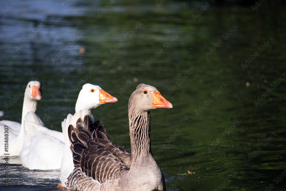 Greylag goose (Anser anser) with two white domestic geese (Anser anser formes domestica) Greylag goose (Anser anser) with two white domestic geese (Anser anser formes domestica)